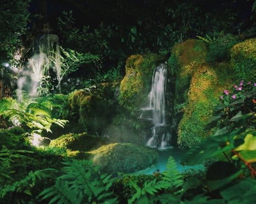 Tropical Rainforest