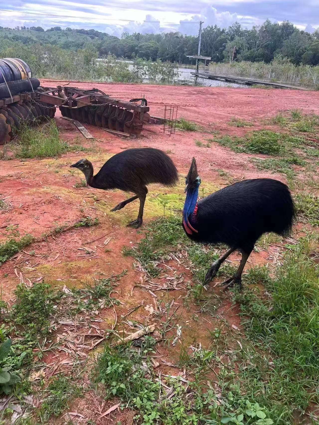 Cassowaries visiting the property