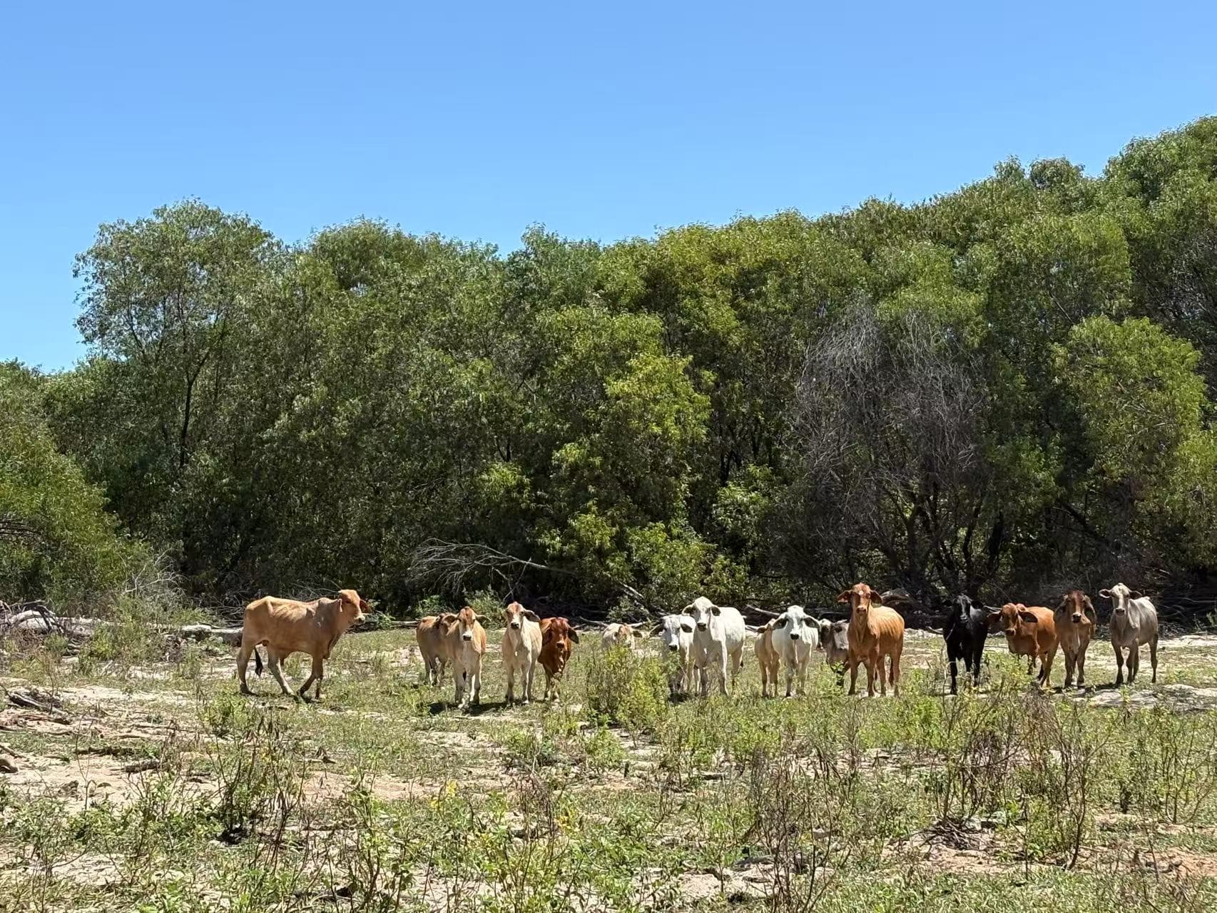 Cattle grazing in paddock