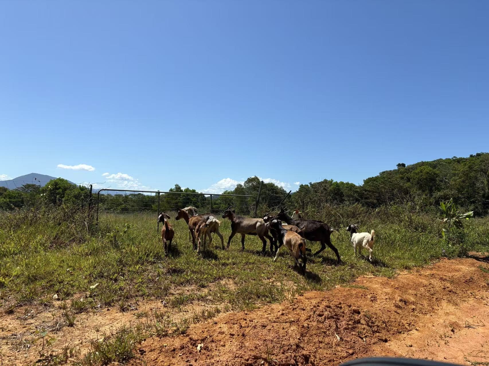 Goats in the paddock